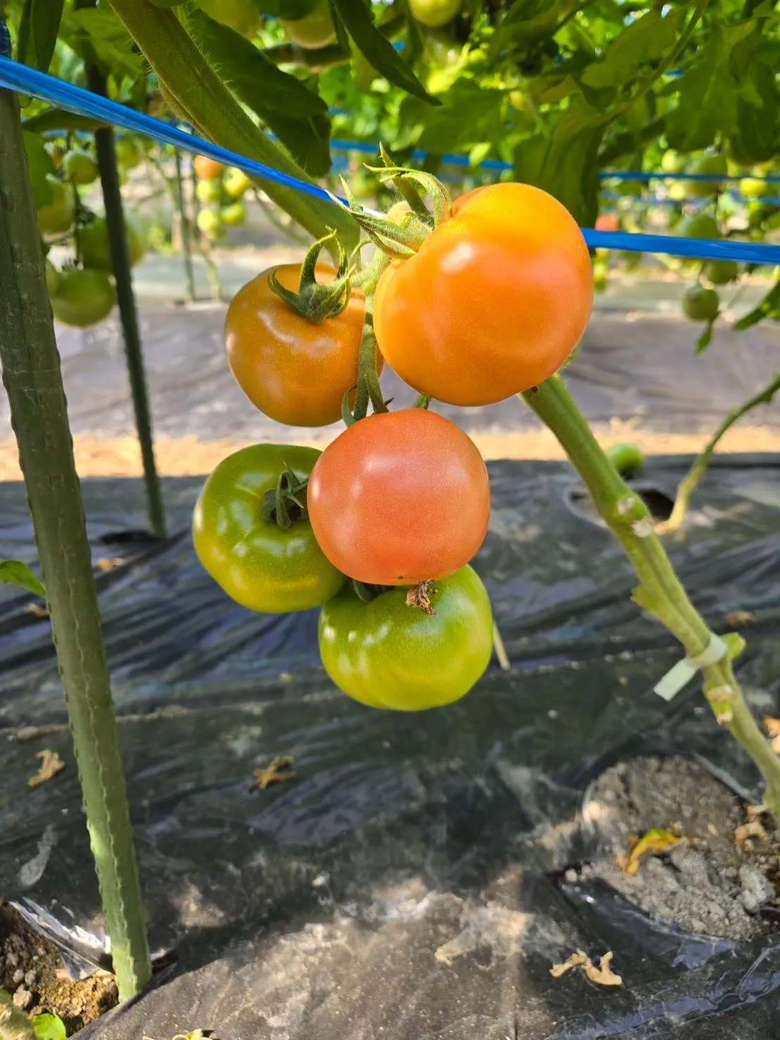 収穫開始です。